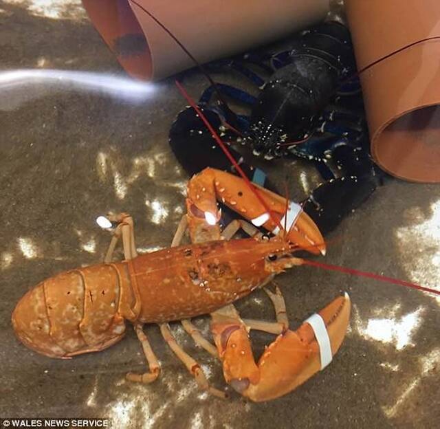英国北威尔斯渔夫捕获罕见橙色活龙虾 送动物园免成大餐