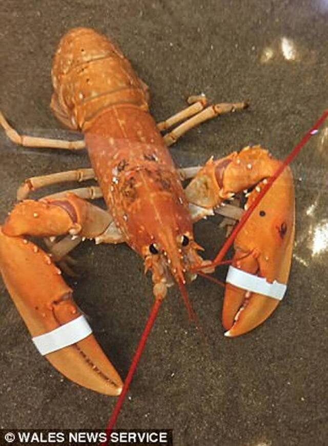 英国北威尔斯渔夫捕获罕见橙色活龙虾 送动物园免成大餐