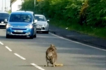 英国沃尔索尔“视障”袋鼠逃到公路 一直跳了6.4公里