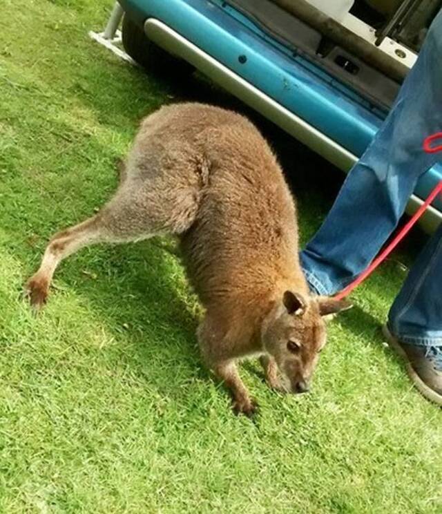 英国沃尔索尔“视障”袋鼠逃到公路 一直跳了6.4公里