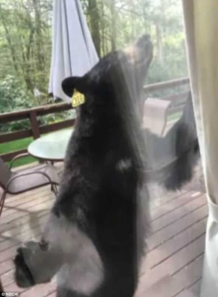 美国康乃狄克州妇人在家烤布朗尼巧克力蛋糕 抬起头发现大黑熊趴在窗户上流口水