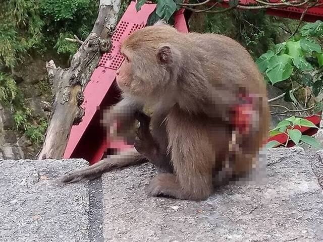 台湾台东县网友发现一只台湾狝猴双臂疑似被捕兽夹夹断 白骨外露伤口溃烂