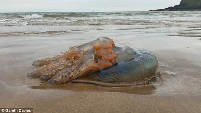 异形入侵？英国威尔斯西部海滩惊见数千只水母上岸 最大直径90公分