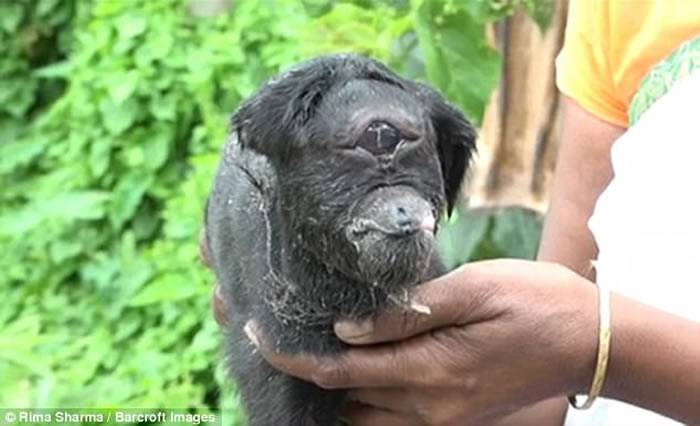 印度东北部阿萨姆省村庄诞生一只罹患“独眼畸形症”的黑色小羊