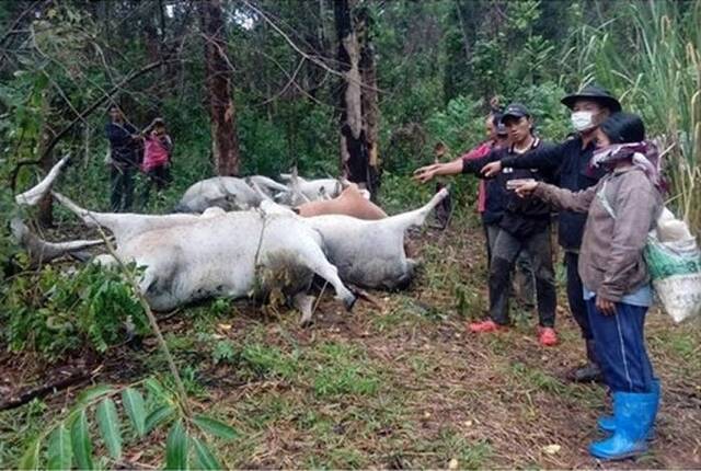 泰国北部南邦省大雷雨 11头牛为躲避跑到大树旁遭雷击死亡
