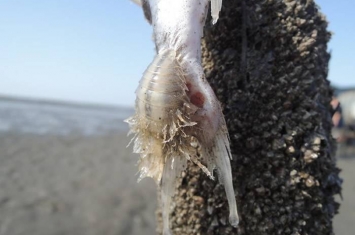 台湾彰化潮间带惊见异形吃死鱼 原来是尖甲水虱吸食泰来海鲶鱼体维生
