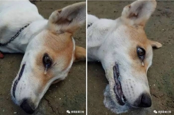 泰国流浪狗被人故意下毒药 临死前留下眼泪