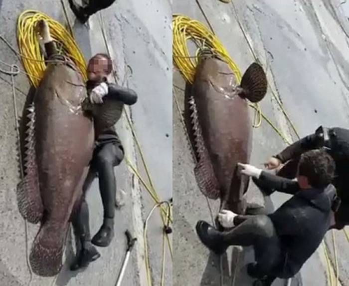 台湾潜水客在高雄市小港区“南星计划区”禁止捕鱼的红毛港捕获上百公斤重龙胆石斑