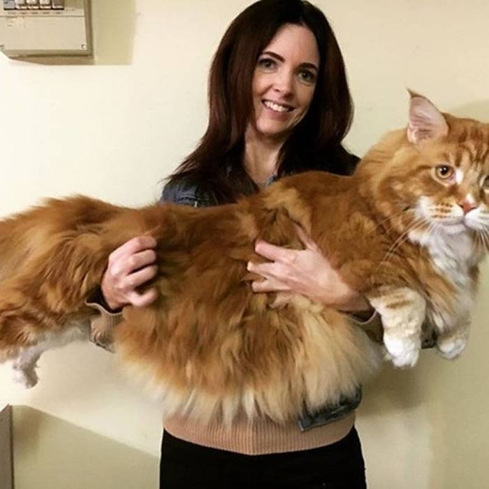 澳洲墨尔本“奥马尔”（Omar）——世界上最长的家猫体长120公分