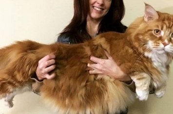 澳洲墨尔本“奥马尔”（Omar）——世界上最长的家猫体长120公分