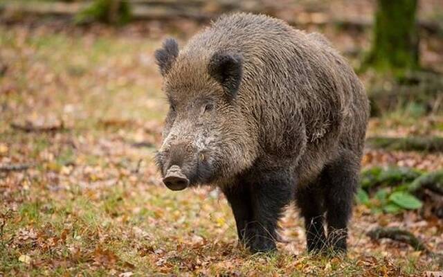 日本本州60岁男子凌晨散步时遭野猪袭击