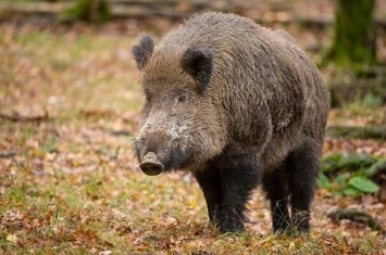 日本本州60岁男子凌晨散步时遭野猪袭击