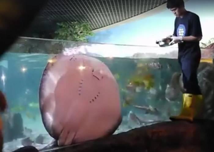 水族馆魟鱼（魔鬼鱼）黏在玻璃上讨食