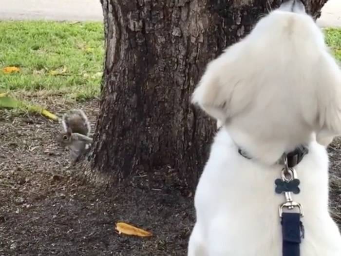 美国佛罗里达州大狗一直盯着树上面看有没有松鼠 谁知松鼠就在它旁边