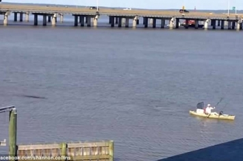美国亚拉巴马州莫比尔湾划独木舟男子被短吻鳄尾随