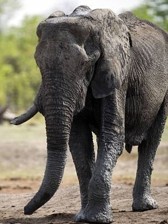 南非猎人到津巴布韦猎象 遭被射杀大象压死