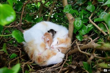 英国庭院鸟窝发出怪声 拨开一看发现四只刚出生的小猫