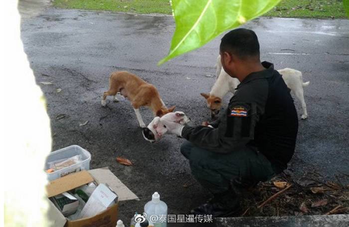 泰国流浪狗身体挡警车 叼口中濒死幼犬求救