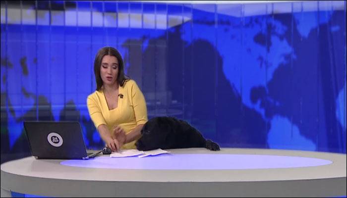 俄罗斯新闻播到一半 黑狗从下方探头趴上桌