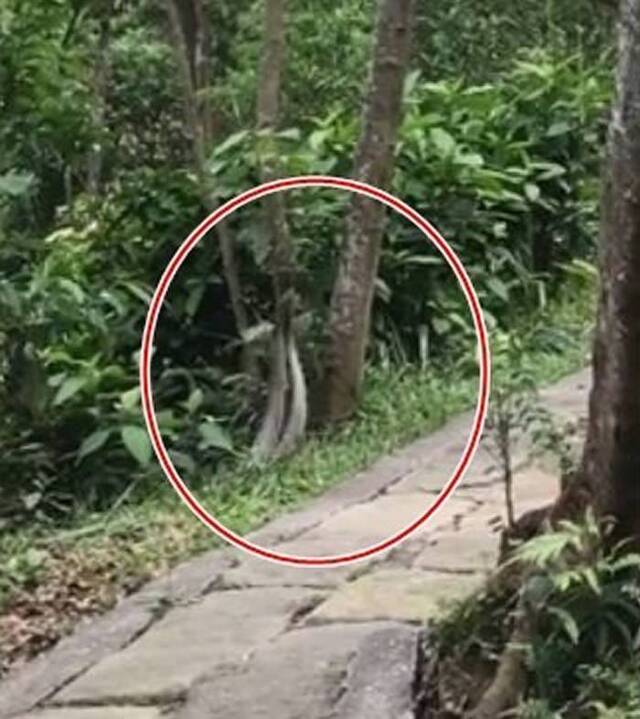 台湾网友在内湖碧山严步道健行时撞见眼镜蛇疑似在求偶交配