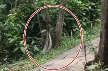 台湾网友在内湖碧山严步道健行时撞见眼镜蛇疑似在求偶交配
