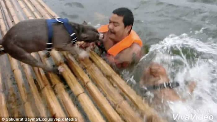 泰国男子假装遇溺 两只爱犬合力救主人