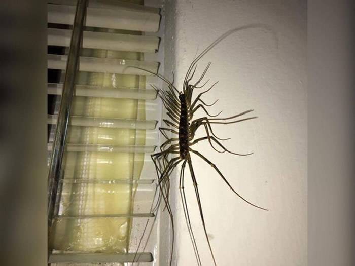 家中墙壁上发现恐怖怪虫 蚰蜒模样宛如异形