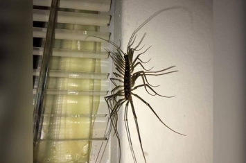 家中墙壁上发现恐怖怪虫 蚰蜒模样宛如异形