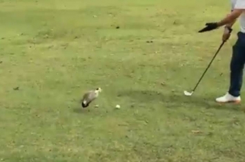 新加坡兰花乡村俱乐部一对鸟夫妻以为高尔夫球是鸟蛋不让打