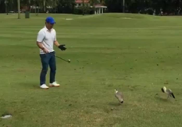 新加坡兰花乡村俱乐部一对鸟夫妻以为高尔夫球是鸟蛋不让打