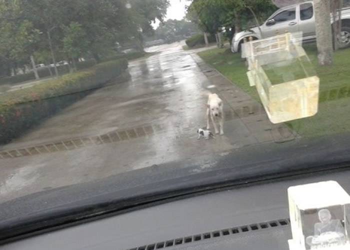 泰国狗妈妈为救宝宝冒雨挡车