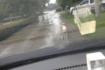 泰国狗妈妈为救宝宝冒雨挡车
