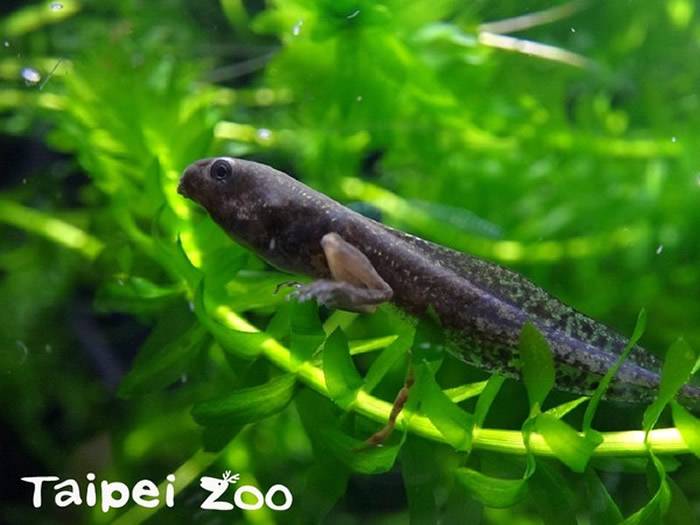 台北市立动物园请来特别“帮手”斑腿树蛙蝌蚪