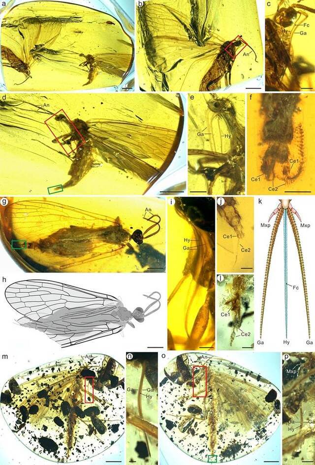 1亿年前白垩纪缅甸琥珀中昆虫化石的研究揭示中生蝎蛉长口器的起源