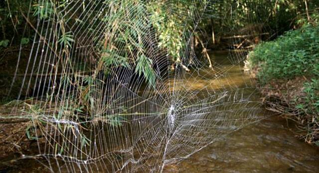 数学家发现蜘蛛如何判断蜘蛛网上猎物的位置