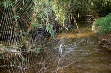 数学家发现蜘蛛如何判断蜘蛛网上猎物的位置