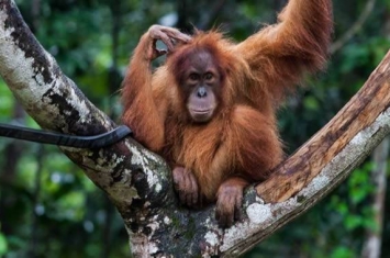 英国埃克塞特大学专家部分破译婆罗洲猩猩的“语言”