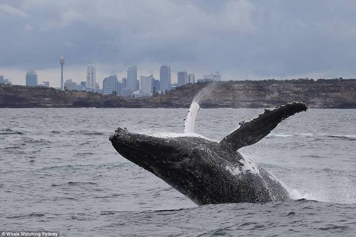 “Double Breach”：澳洲悉尼港座头鲸双双跃出海面