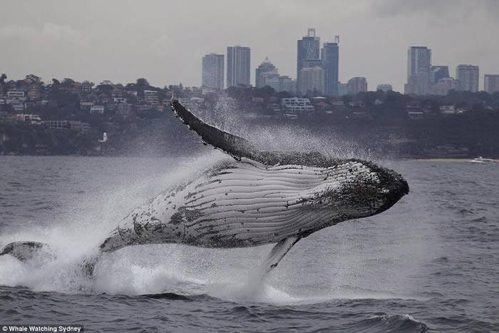 “Double Breach”：澳洲悉尼港座头鲸双双跃出海面