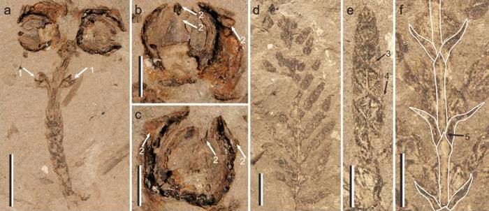 柏科化石揭示植物类群如何响应白垩纪-古近纪之交气候变化