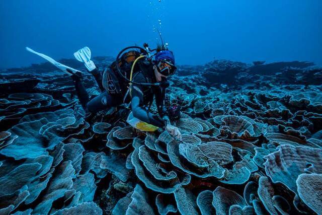 大溪地附近海平面以下35至70米处发现处于原始状态的珊瑚礁