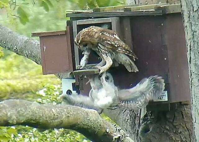 英国猫头鹰雏急于吃母喂食 攀巢外直堕9米地上