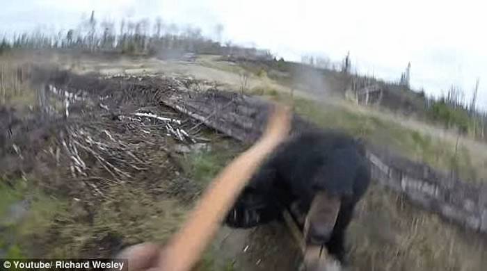 加拿大安大略省猎人进入森林拿起弓箭瞄准 却被黑熊扑倒攻击