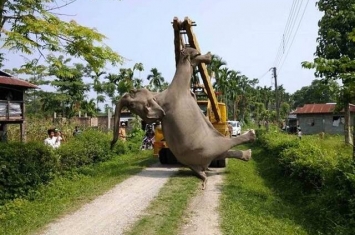 印度西孟加拉邦发生一起大象遭电死事件