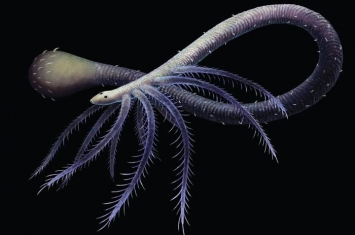 寒武纪“澄江生物群”中形态奇异的火把虫实际上是丢失身体后部腿肢的叶足动物