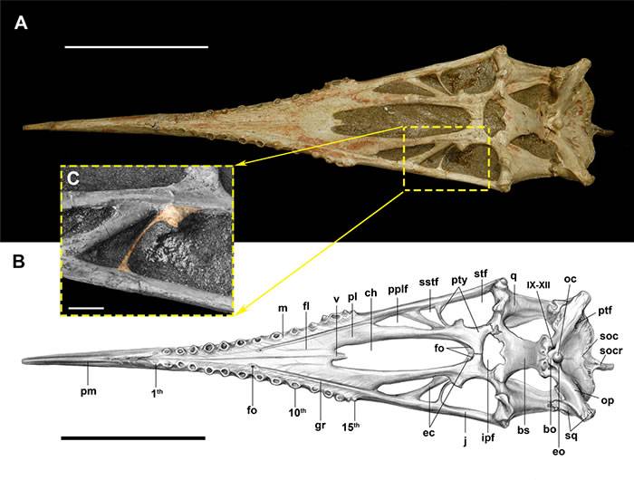 中国第一具翼龙化石骨架——魏氏准噶尔翼龙头骨腭区研究新进展