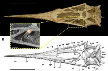 中国第一具翼龙化石骨架——魏氏准噶尔翼龙头骨腭区研究新进展