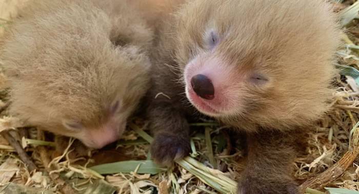 澳大利亚珀斯市动物园一周内有两种濒危动物生下双胞胎：小熊猫和熊狸
