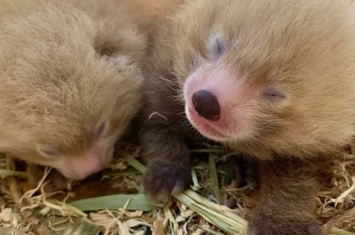 澳大利亚珀斯市动物园一周内有两种濒危动物生下双胞胎：小熊猫和熊狸