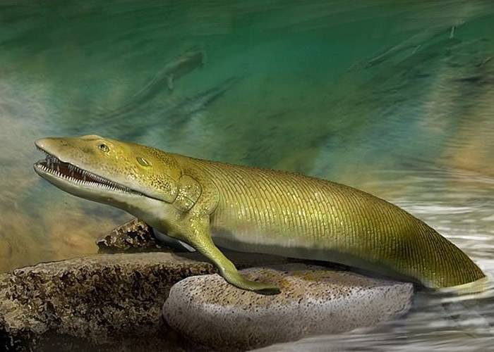 3.8亿年前泥盆纪晚期鱼类Elpistostege watsoni胸鳍有放射状骨头 有助揭人类手指起源